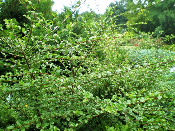 Nothofagus antarctica